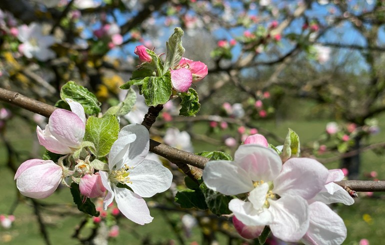 2e dimanche de Pâques